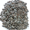 Bird Seed of Sunflower Seeds From Jngogo